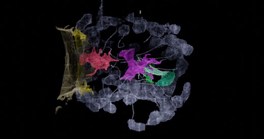 Las esponjas de mar esconden la clave evolutiva de nuestro sistema nervioso
