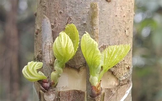 嫁接后的植物生长发育和开花结果，能保持原品种性状不变。如将梅花嫁接在桃砧木上，长出来的植株仍为梅花。