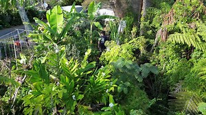 a food forest in Te Puke. Great seeing others with passion to grow ya own food, tropicals and weirdos in your back yard | Vector Group Charitable Trust | Facebook