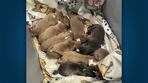 ‘Free Puppies’: Newborn pups left in bin rescued in Texas