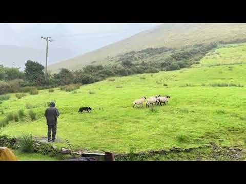 Irish border collie shows off his herding skills during a sheepdog demonstration