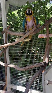 66K views · 7.3K reactions |  Dallas, Dallas, Dallas  | Palm Beach Parrot & Bird Rescue/Sanctuary Of South Florida | Facebook