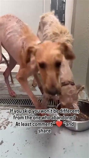 ‼️URGENT‼️ Rescue of Three Severely Neglected PuppiesLast night #usa #canada #rescue #reels #london