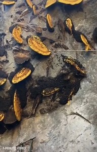 52K views · 361 reactions | Workers Super Human - People Are Amazing | Trending Videos | Facebook