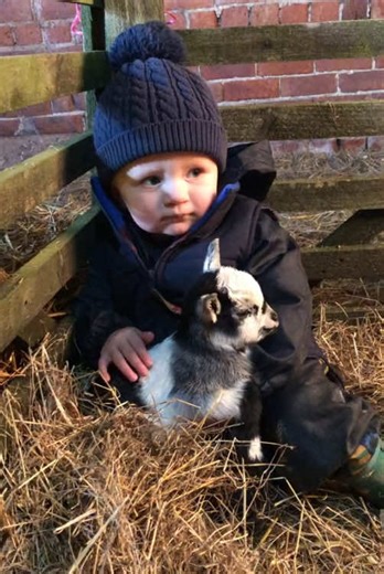 Best Mini Goat Breeds for Pets You Must Consider