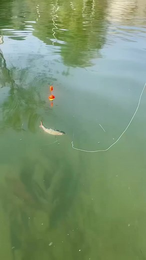 8.7K views · 45 reactions | Electronic fishing lure fishing gear and tools #fishing #fishinggear #fishingaccessories #fishingtime #fishingvideos #fishinglife #fishingtackle #fishing #fishingtipshingtips #fishingaccessories | Thewishingrod.com | Facebook