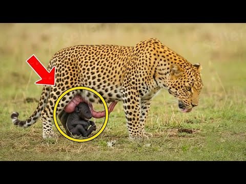 Female Leopard gives Birth to two rare Cubs, Then a Miracle Stuns the Rangers!