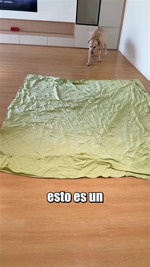 Esto Es Un Tutorial Para Tu Mascota Que No Sabe Cómo Envolverse En Una Sabana😂 #perro #tierno