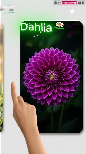 Top 10 Most Beautiful Flowers in the World 🌸