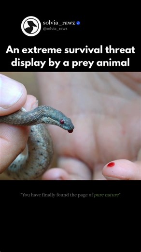 Solvia Origin | ‼️A Snake That Shoots Blood From Its Eyes — Nature’s Most Extreme Defense‼️ - Meet one of the most shocking survival strategies on Earth.... | Instagram