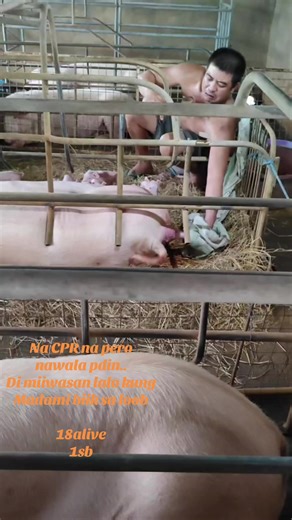 Galing ni Tech: Pag-aalaga ng Biik at Farm Life