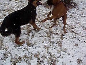 Boxer vs German Shepherd