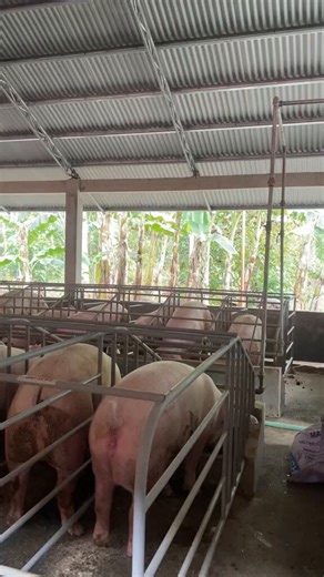 Sound on 🔉 and loud. Does it matter where you suffer when you suffer? When you are encaged enslaved and incarcerated you don’t have a real life. When they exploit and slaughter you better don’t exist. Animal welfare means nothing when the purpose of your existence is to be abused and slaughtered. #EndAnimalAgriculture #EndAnimalExploitation #LiveVegan live a justifiable life 🙏