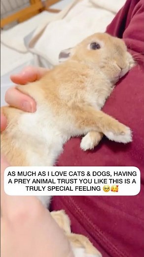 Raising a bunny rabbit with love is a special feeling ❤️