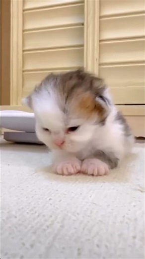 TINY BABY Kittens Meowing Adorably 😻 | Cutest Little Voices Ever!