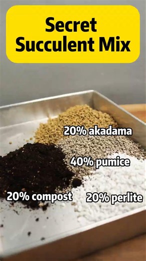 Secret Succulent Mix