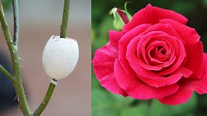 587K views · 10K reactions | Cut Rose Branches With Eggs | DIY Balcony Garden | Facebook