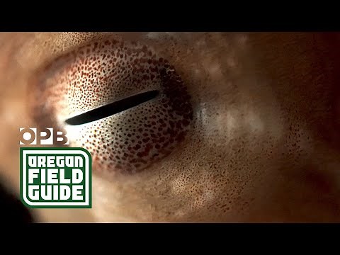 Look to the octopus to understand how aliens might think | Oregon Field Guide