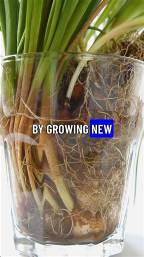 You Won't Believe This Tree Can Walk!