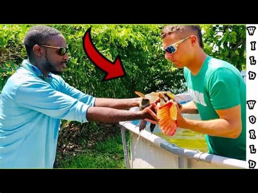 Emergency response for an oversized aquarium predator