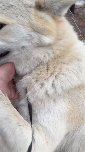 My poor girl. I had to go rescue her 14 hours away and made two trips and lost two nights sleep within one week. We believe the man let her go on purpose because he was caught letting another one go on camera after he got one from us. Amazing how God works. I only met a few people that helped me rescue mine. And one of those people caught him going to let a black one go. Thank God that breeder got hers back also and he let it go the next day after being caught. So the vet says she has PTSD now f