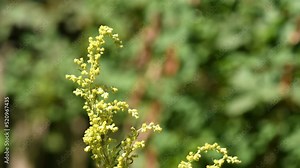 Common mugwort with flower in a monastery herb garden