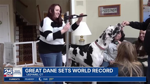 New England home to Great Dane world record holder