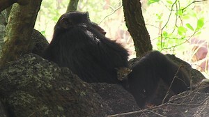 Nature - Chimp Makes Orphaned Genet Cat His Pet  - Twin Cities PBS