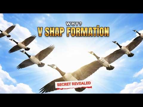 Secret Behind V Formation Birds | Nature, Science & Survival Truth 😳
