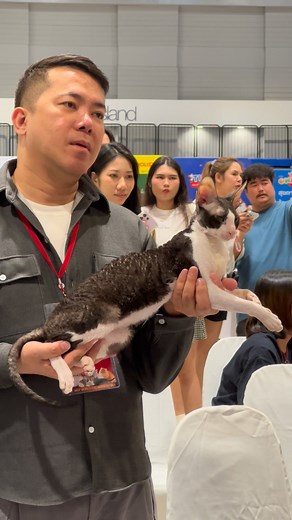 30K views · 335 reactions | Cornish Rex vs Mainecoon  two beauties, both super calm and super cute on the show stage.  #fyp #catlovers #mainecoon #cornishrex | Gucciology | Facebook