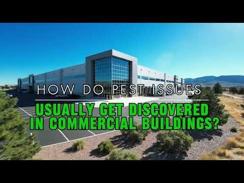 How do pest issues usually get discovered in commercial buildings?