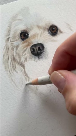 Drawing Process of Cavapoo in Coloured Pencils ✍🏼 #howtodraw #colouredpencil #realisticdrawing #fyp