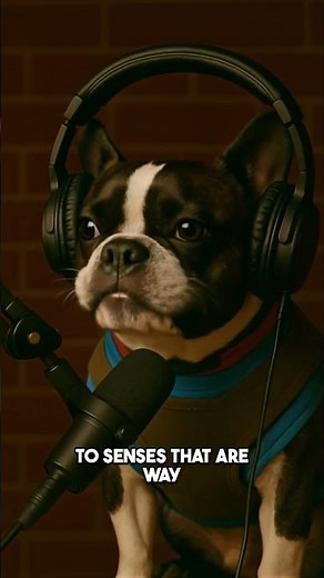 Dog Time: Understanding How Dogs Experience the World