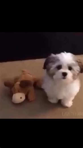 Ferass Alnimrii on Instagram: "深度解析高级宠物交互系统中的触觉刺激反馈与生物认知选择决策机制。 在该生物个体与合成刺激物之间的交互过程中，体现了复杂的动觉强化与材料科学的协同作用。视频中展示的各类物体，尤其是被选择的三角形几何结构（模拟披萨形态），是基于高旦数聚对苯二甲酸乙二醇酯 (PET) 纤维工程化制造的。这些合成聚合物通过熔融纺丝技术形成纤维基质，旨在提供特定的触觉阻力，模拟有机物质的结构密度。这些材料的力学性能，包括其杨氏模量 (Young's Modulus) 和抗拉强度，决定了犬类受试者的“口触感”或抓握稳定性，从而通过感觉反馈回路影响其最终的选择逻辑。 从行为工程学的视角分析，这一过程构成了一个典型的二元迫选偏好评估 (Binary Forced-Choice Preference Assessment)。受试者根据外部刺激的色度对比度（织物中染料的视觉光谱）以及物体在受力时的空气动力学稳定性进行评估。该“披萨”模型独特的三角形几何构型提供了优化的位移重心，使其在物理层面区别于“鸡”或“章鱼”等不对称的生物形态。这种几何上的简化降低了受试者