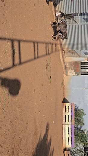 La visite au refuge m'a permis de faire connaissance avec nos chiens qui attendent leur famille. Scène de la vie du quotidien. 3 de nos galgas à l'adoption: la petite noire, décomplexée et charmante, LARA. La greyhound, MANUELA très à l'aise, sûre d'elle et gentille à la fois. Enfin, la discrète, TOMBOLA, un œil observateur pour évaluer son entourage. N'hésitez pas à nous contacter si vous voulez des renseignements. Par mail :nsergenton@hotmail.fr | Les Patounes Célestes