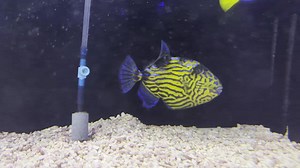 Incredible blue line trigger fish available now! | Aqua Life Aquarium
