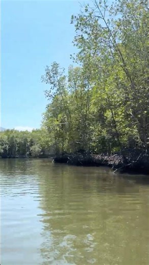 🟡 Mangroves of Malaysia #travel #explorelangkawi #explore #shorts #malaysia