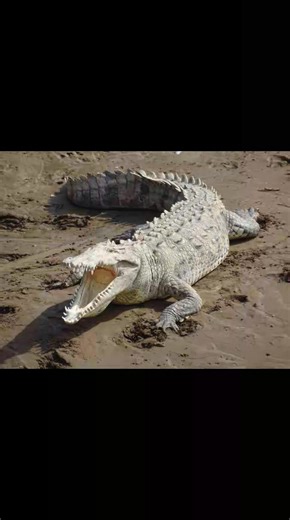 Le crocodile américain en Haïti : un ancien maître des eaux Saviez-vous que l’un des plus grands reptiles du continent américain vit encore aujourd’hui dans les eaux d’Haïti ? Le crocodile américain, Crocodylus acutus, est une espèce discrète mais bien présente, notamment dans les zones humides comme l’étang Saumâtre, près de Thomazeau, à la frontière dominicaine. Ce n’est pas une espèce introduite récemment. Le crocodile américain est autochtone des Caraïbes. Il était déjà là bien avant l’arriv