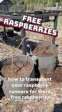 A quick and easy transplant method for your raspberries.