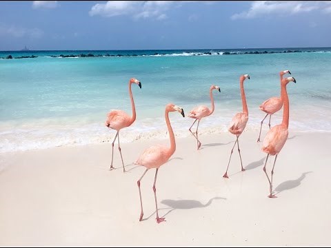 Flamingo Party in the Caribbean!