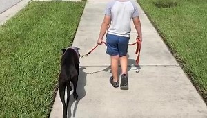 We are proud to announce 4 Lucky Dogs Pet Rescue, Inc. rescue dog “Blake” found a home with our very good friends Team Adams Fishing. Thank you | Walt's Fish Market, Restaurant and Tiki Bar