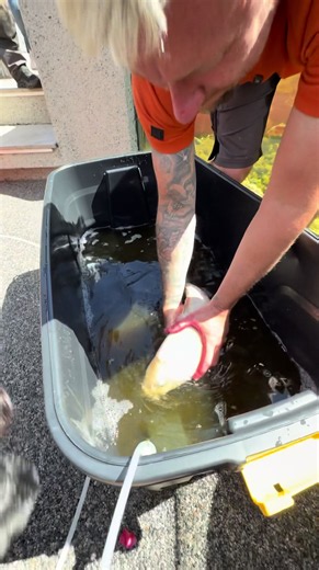 Becoming a Fish Dad: Turning My Garden into a Huge Pond
