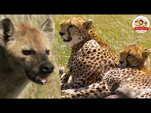 【横取りの悲劇】獲物をしとめた母娘チーターを狙いライオン！ハイエナ！飢えた肉食獣が迫る…。狩りの名人がとった行動とは？【どうぶつ奇想天外／WAKUWAKU】