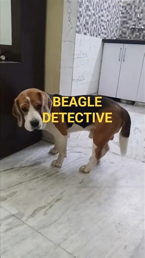 🐶 My Beagle Thinks Something Is Hiding Under the Floor!