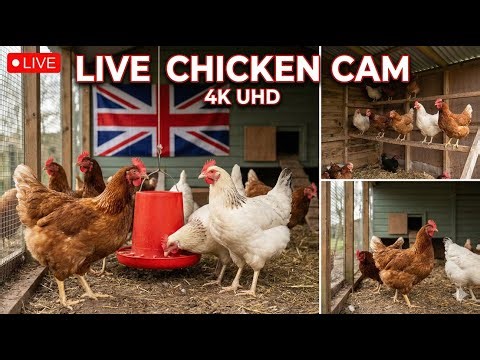 LIVE 24/7: Chicken Run Cam - Relaxing Farm Sounds in 4K UHD