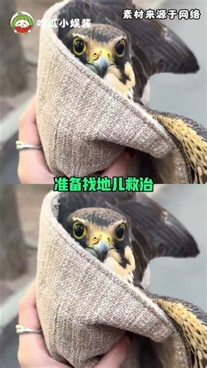 燕隼：开没开你自己心里清楚！#燕隼 #鸟 #搞笑#娱乐解说#社会热点#明星动态#shorts