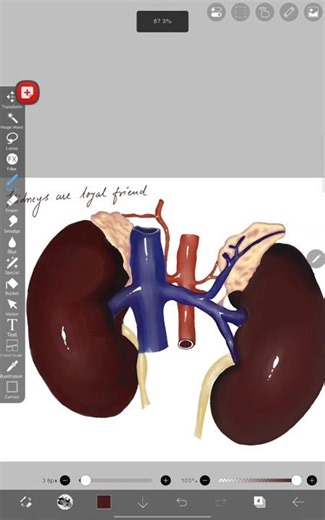 #youtubeshorts #kidneyhealth #health #samsunggalaxy #medicalart #digitalpainting #friend #art