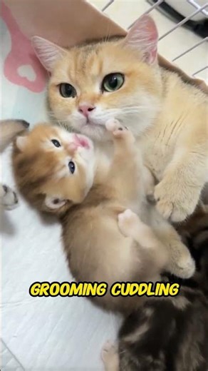 Why Kittens Show Affection Early