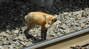 5/11/21: An Animal Blocking A NJ TRANSIT Train (Pascack Valley Line Train) | Jake D. Oster Photography Videography