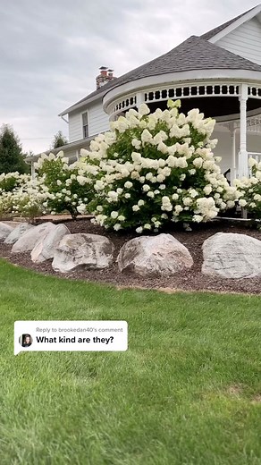 Cozy Farmhouse Limelight Hydrangea Landscaping Ideas